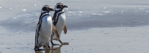 Pinguin Punta Arenas