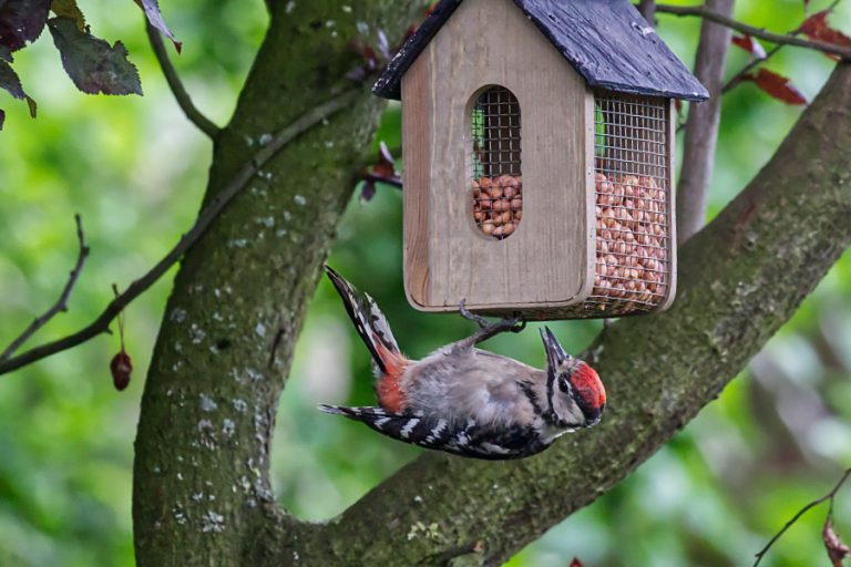 Bilderalbum » Blog Geschichten » Specht im Garten