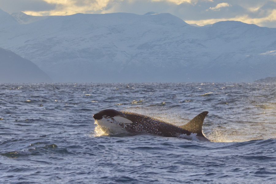 Orca durchbricht die Wasseroberfläche in einem Fjord nahe Uløya, im Hintergrund schneebedeckte Berge unter arktischem Himmel.