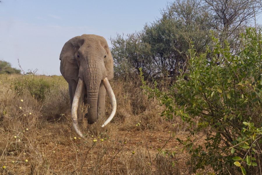 Super Tusker Craig mit beeindruckenden Stoßzähnen im trockenen Grasland des Amboseli-Nationalparks, Kenia.