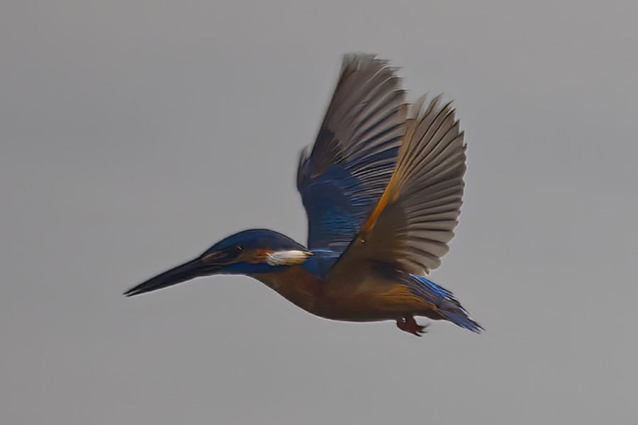 Ein farbenprächtiger Kingfisher im Flug vor neutralem Hintergrund, mit ausgebreiteten Flügeln