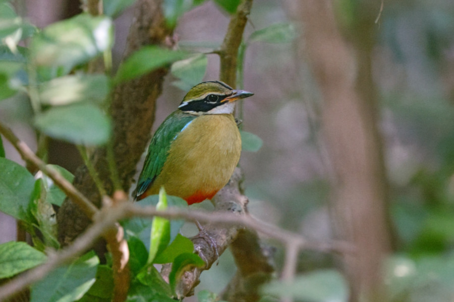 Bengalenpitta auf einem Ast im dichten Wald, mit leuchtenden Farben und markantem Augenstreif.