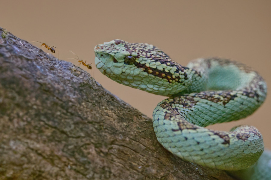 Malabar Pit Viper auf einem moosigen Ast, reglos beobachtend, während Ameisen daran vorbeiziehen.