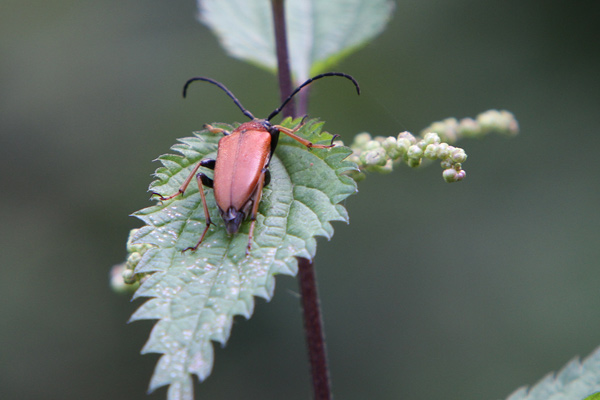 Käfer