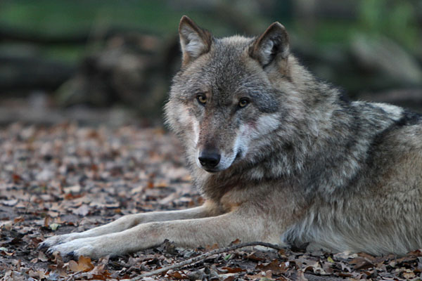 Wolfcenter Dörverden
