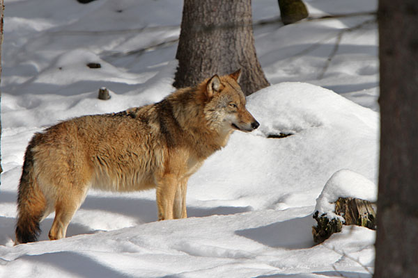 Nationalpark Bayerischer Wald - Wolf