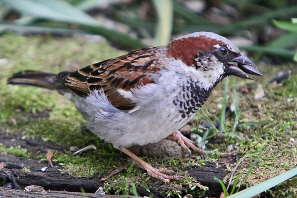 Spatz