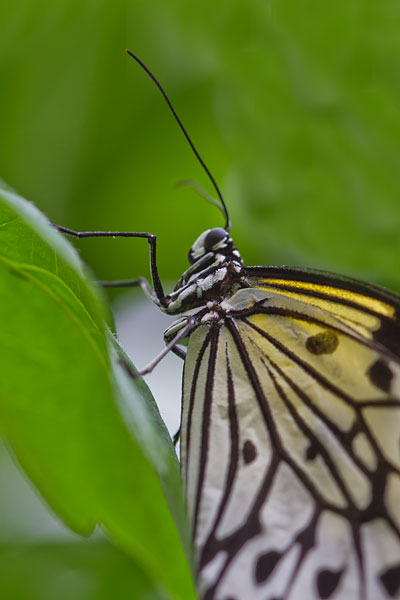 Schmetterling