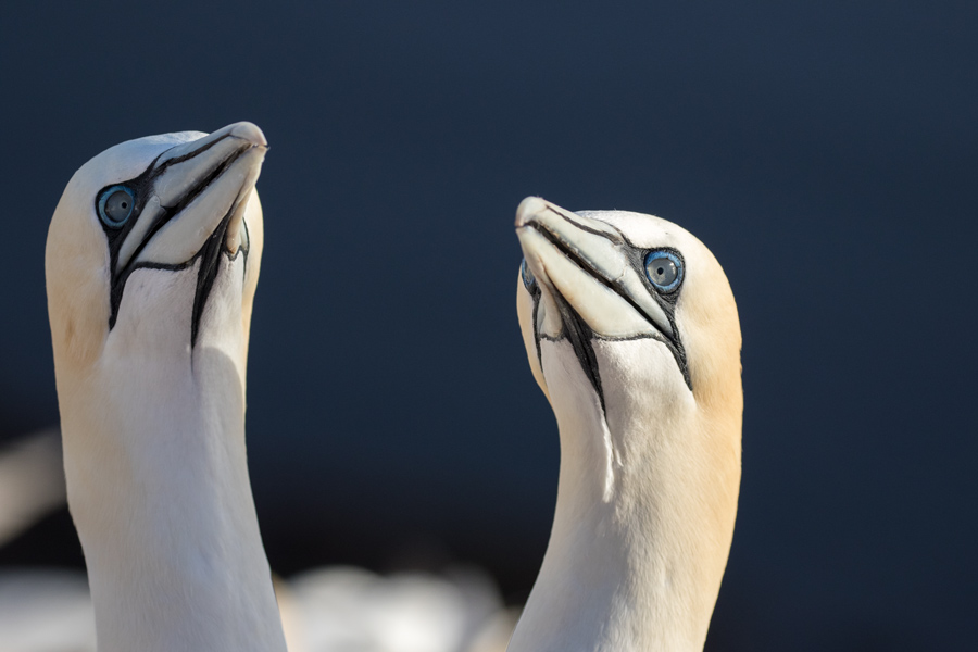 Basstölpel auf Helgoland Basstölpel auf Helgoland