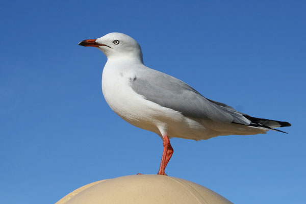 Möwe in Australien