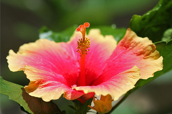 Blumen auf Palawan
