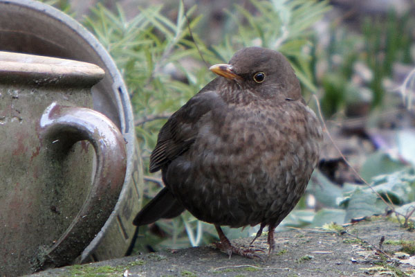 Amsel