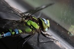 Libelle