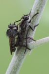 Raubfliege