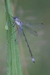 Libelle