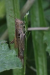 Heuschrecke