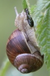 Schnecke