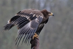 Steppenadler Steppenadler