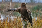 Steppenadler Steppenadler
