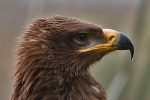 Steppenadler Steppenadler