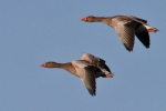 Gänse am Steinhuder Meer