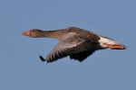 Gänse am Steinhuder Meer Gänse am Steinhuder Meer