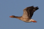 Gänse am Steinhuder Meer Gänse am Steinhuder Meer