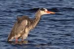 Graureiher am Steinhuder Meer Graureiher am Steinhuder Meer