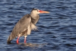 Graureiher am Steinhuder Meer Graureiher am Steinhuder Meer