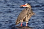 Graureiher am Steinhuder Meer Graureiher am Steinhuder Meer