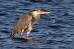Graureiher am Steinhuder Meer Graureiher am Steinhuder Meer