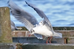 Möwen am Steinhuder Meer Möwen am Steinhuder Meer