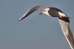 Möwen am Steinhuder Meer Möwen am Steinhuder Meer