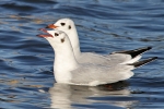 Möwen am Steinhuder Meer Möwen am Steinhuder Meer