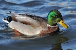 Enten am Steinhuder Meer Enten am Steinhuder Meer