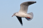 Möwen am Steinhuder Meer Möwen am Steinhuder Meer