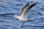 Möwen am Steinhuder Meer Möwen am Steinhuder Meer
