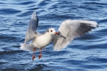 Möwen am Steinhuder Meer Möwen am Steinhuder Meer