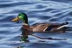 Enten am Steinhuder Meer Enten am Steinhuder Meer