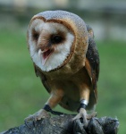 Schleiereule Schleiereule