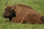Wisent Wisent