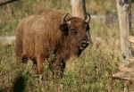 Wisent Wisent