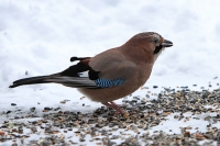 Eichelhäher Eichelhäher