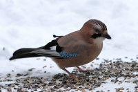 Eichelhäher Eichelhäher