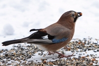 Eichelhäher Eichelhäher