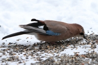 Eichelhäher Eichelhäher