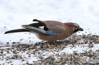 Eichelhäher Eichelhäher