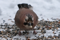 Eichelhäher Eichelhäher