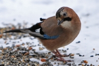 Eichelhäher Eichelhäher