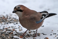 Eichelhäher Eichelhäher